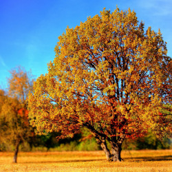 Der Garten im November