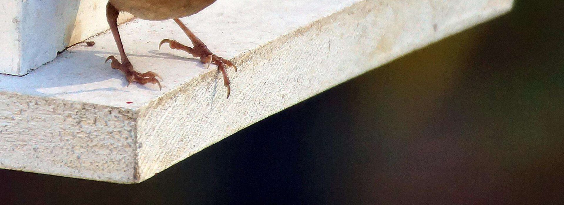 House wren perched on birdhouse, twig in beak, preparing nest outdoors.