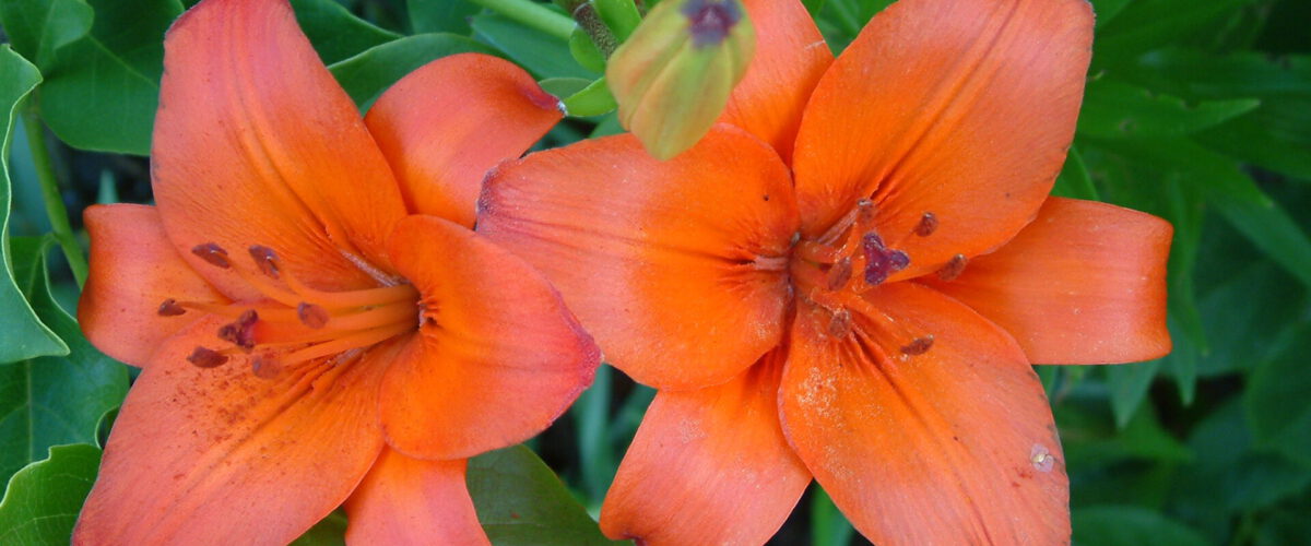 2003.06.21 - 19_48_36