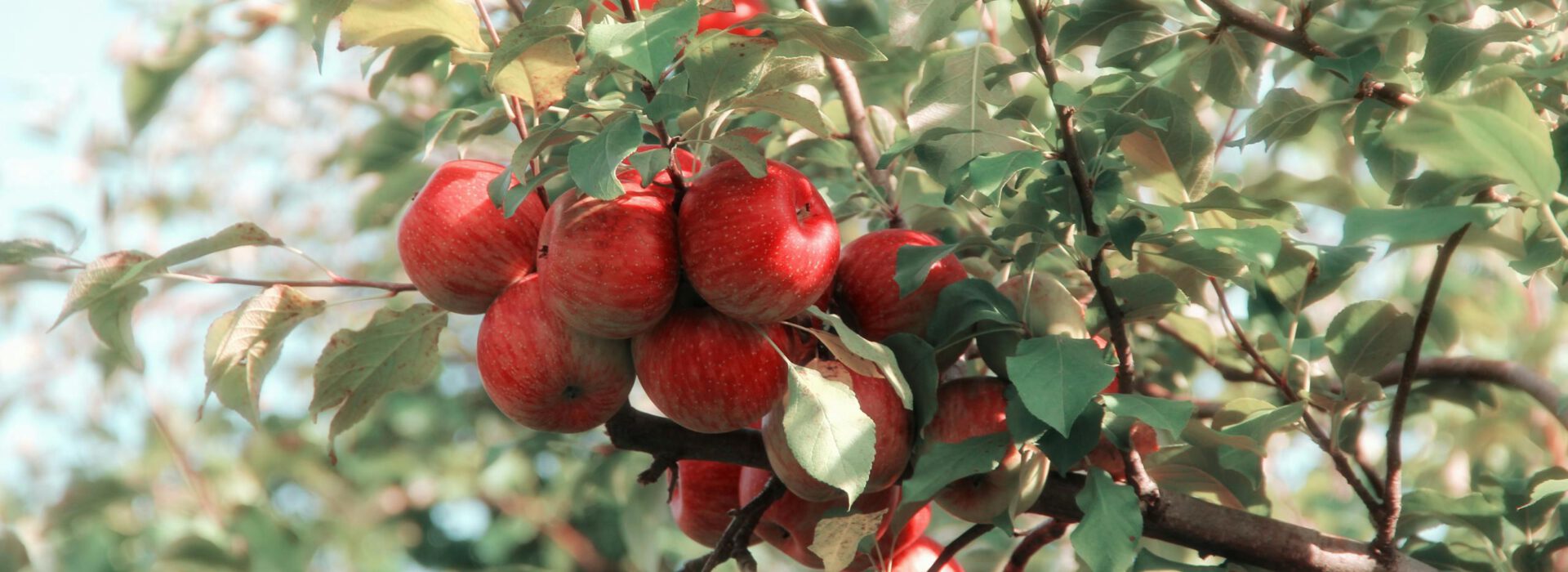 A cluster of ripe red apples growing on a tree branch in the orchard, showcasing their vibrant color and natural beauty.