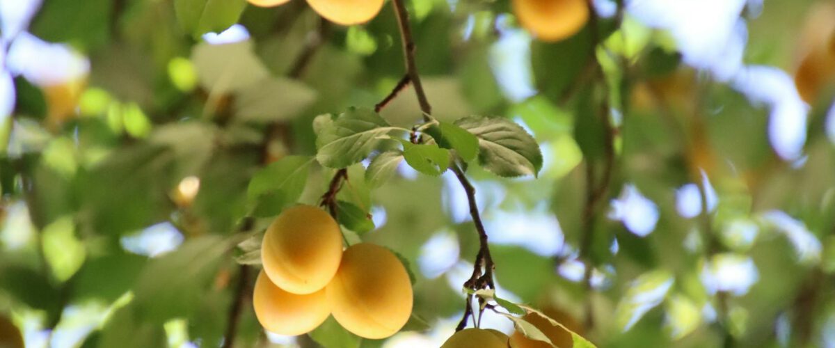 Foto von Dominik Rheinheimer A vibrant image of ripe yellow plums hanging on branches amidst green leaves, capturing summer's essence.