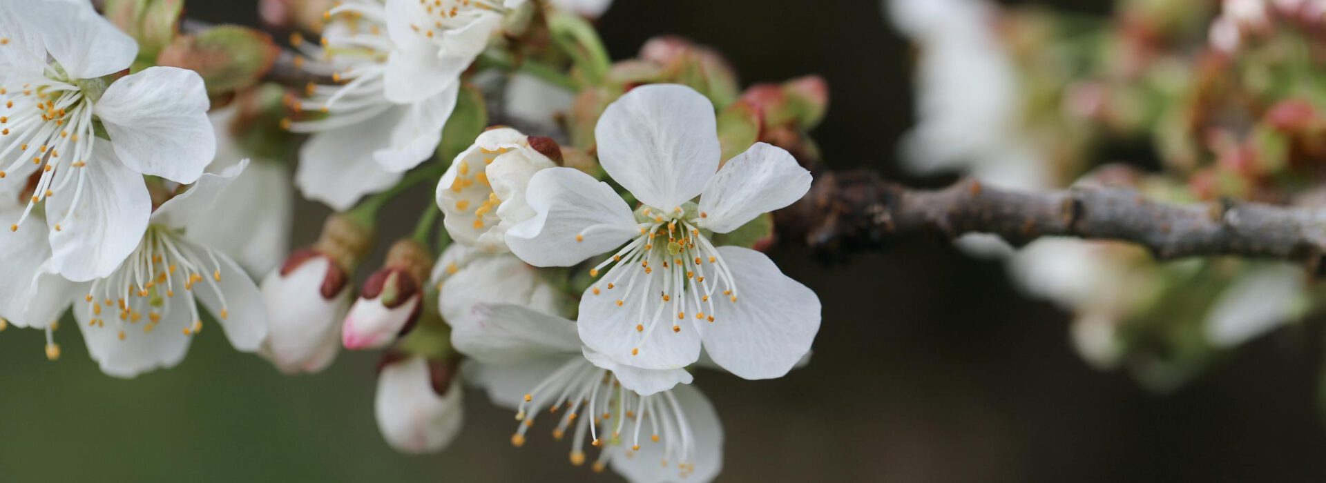 Beautiful cherry blossoms in full bloom on a branch, showcasing nature's beauty in spring.