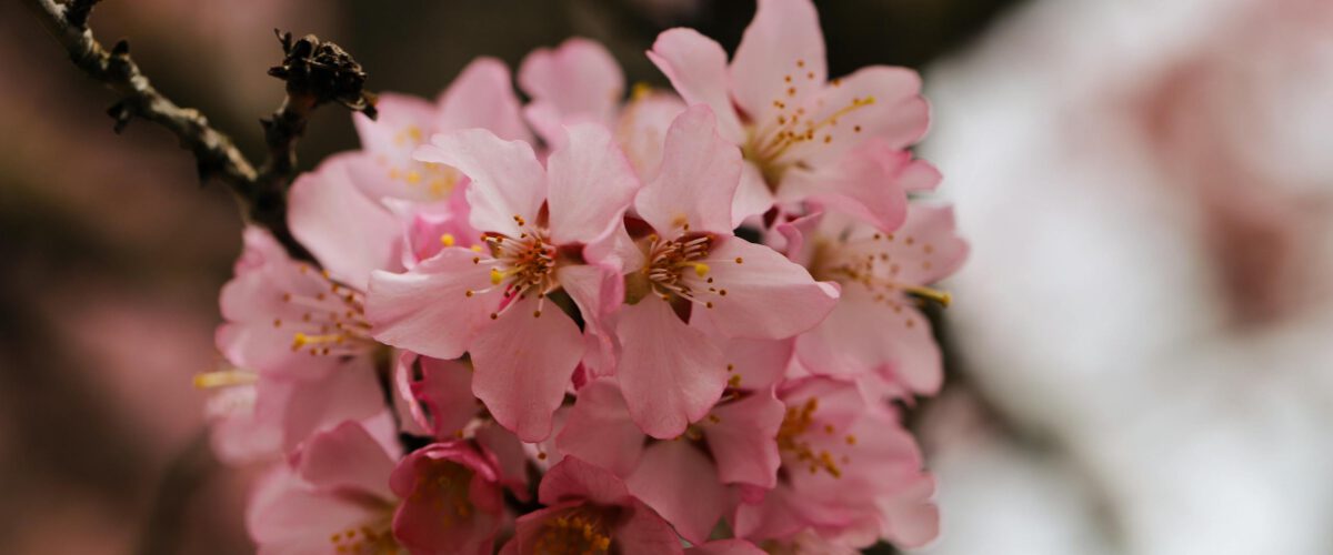 Foto von Christina & Peter Beautiful close-up of pink cherry blossoms blooming in springtime.