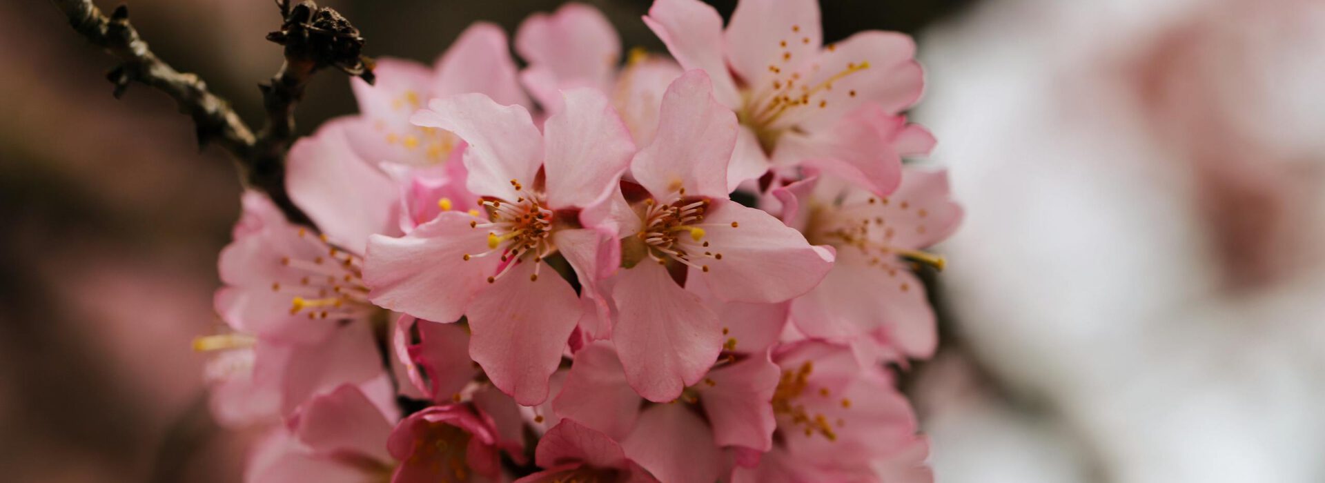 Beautiful close-up of pink cherry blossoms blooming in springtime.
