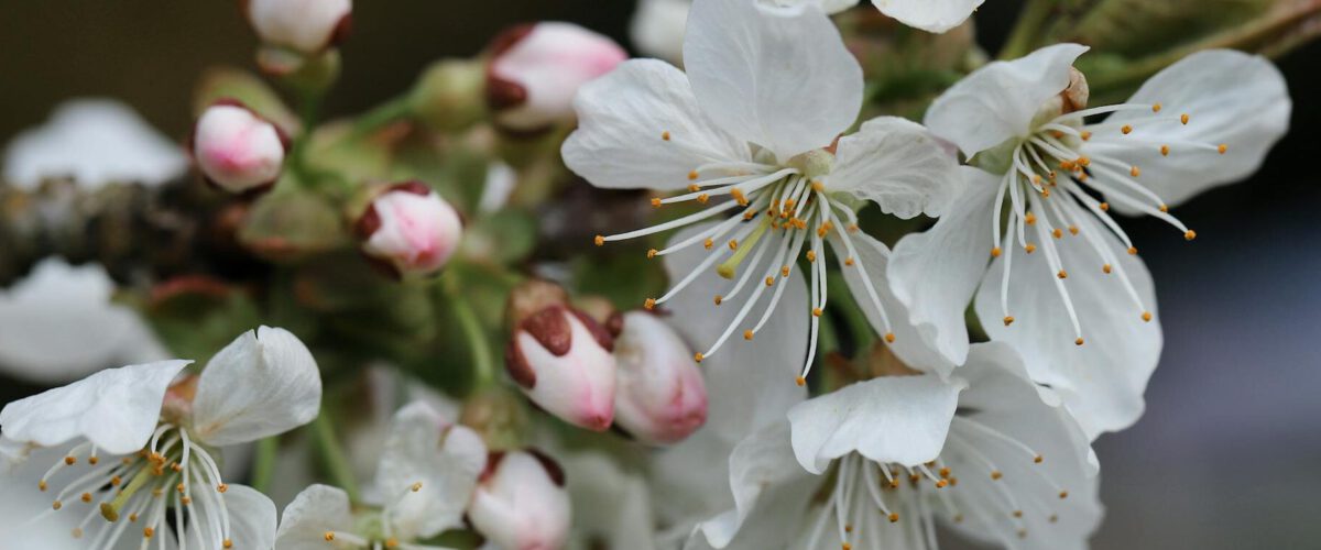 Foto von Christina & Peter Close-up of cherry blossoms on a tree branch with pink buds and white petals.
