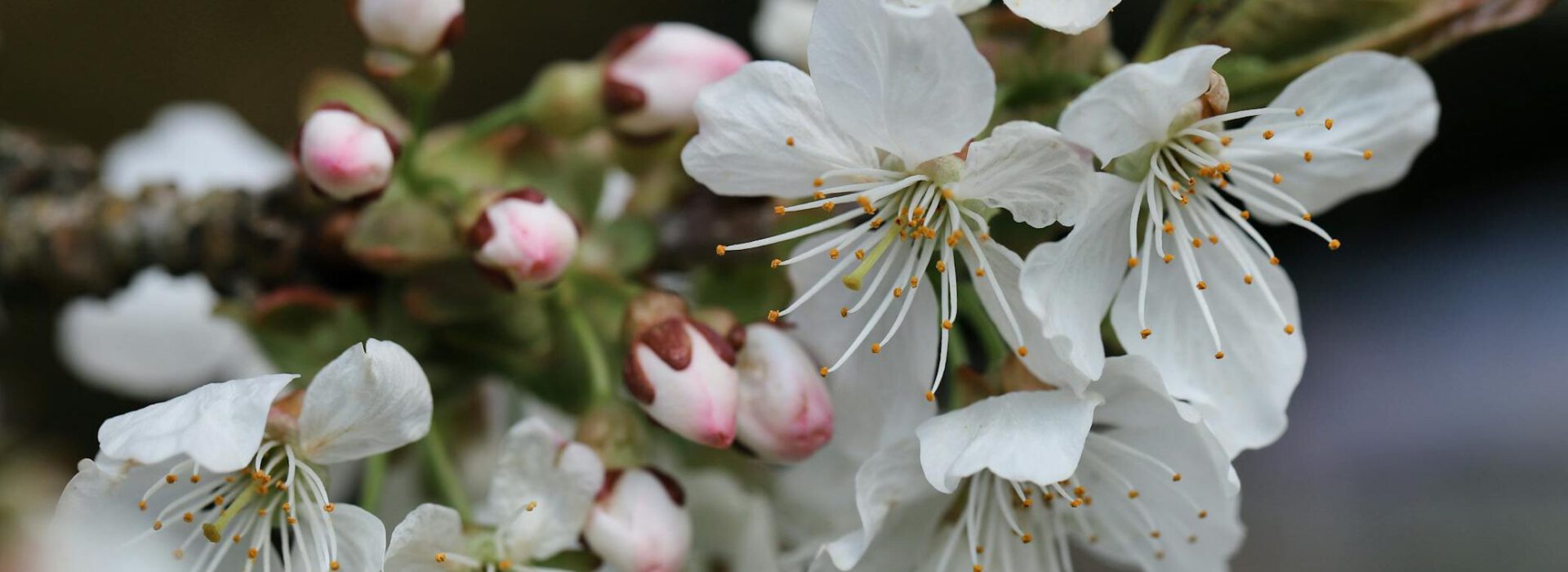 Close-up of cherry blossoms on a tree branch with pink buds and white petals.