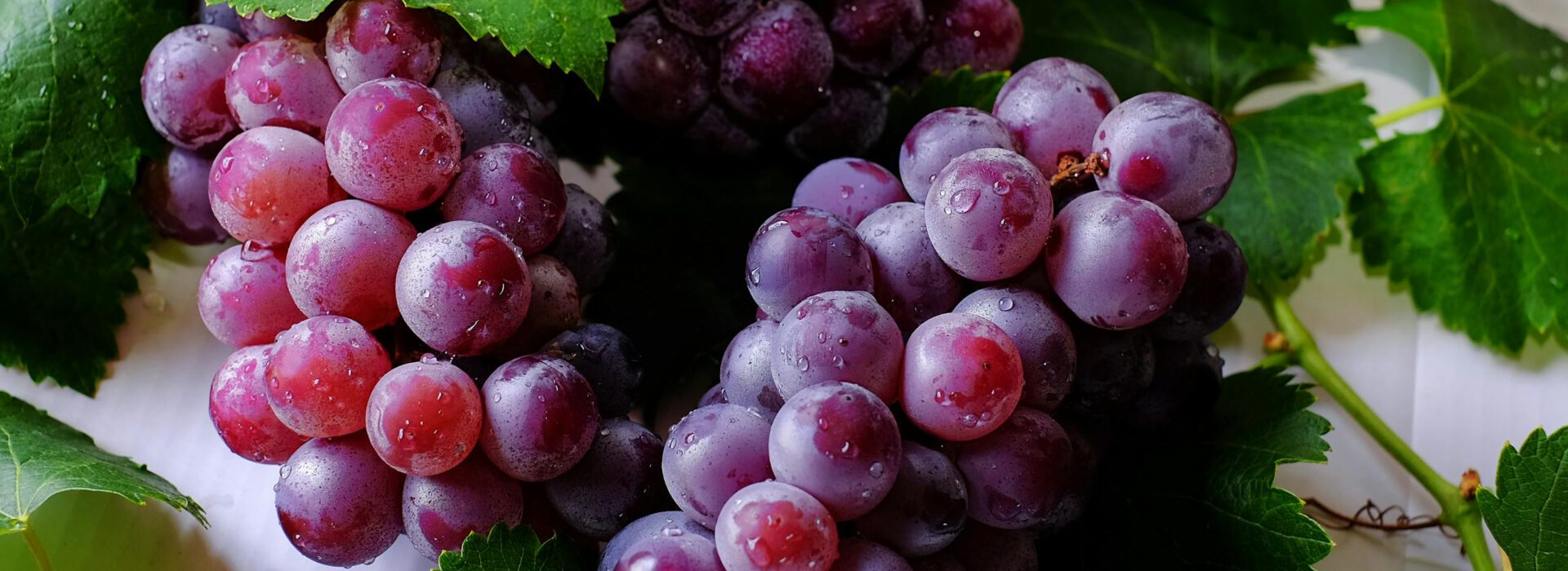 Close-up of fresh purple grapes with water droplets on green grape leaves, showcasing their delicious and juicy appeal.