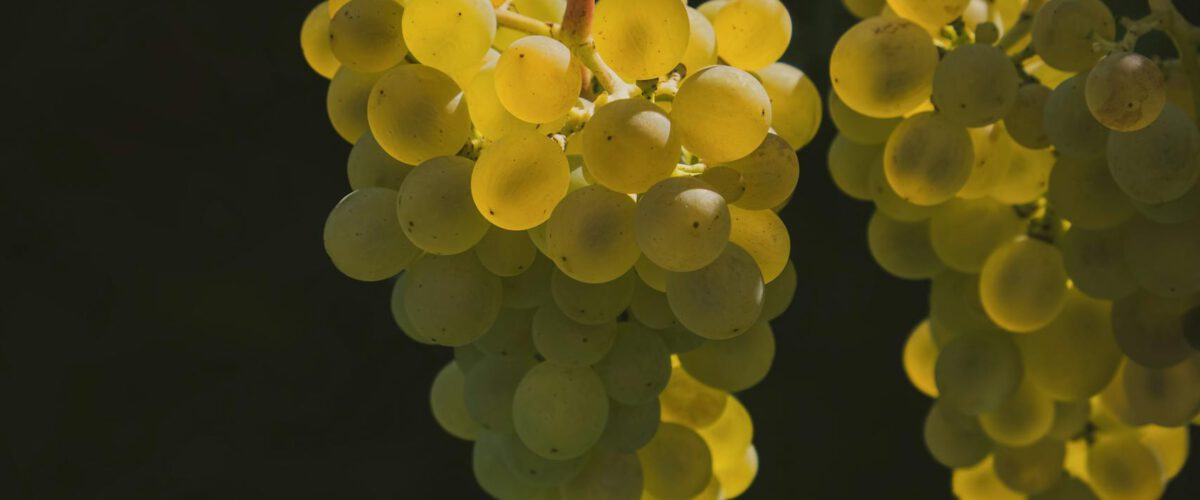 Foto von Ilo Frey Close-up of sunlit green grapes hanging on a vine during sunset, ideal for winery imagery.