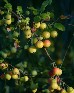 Schulung Fachberater: Obstbaumschnitt
