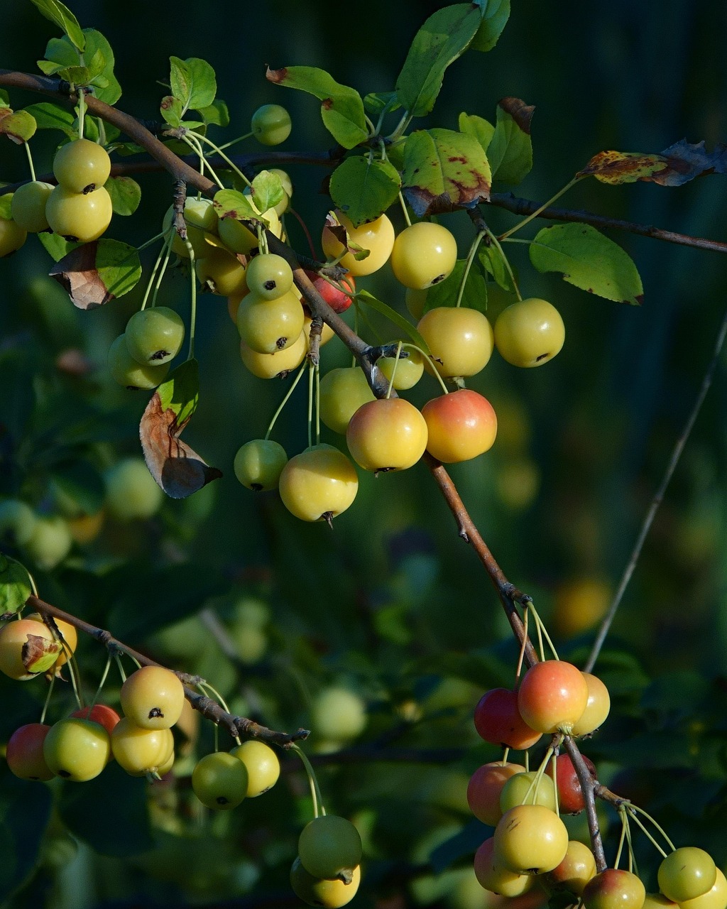 Schulung Fachberater: Obstbaumschnitt