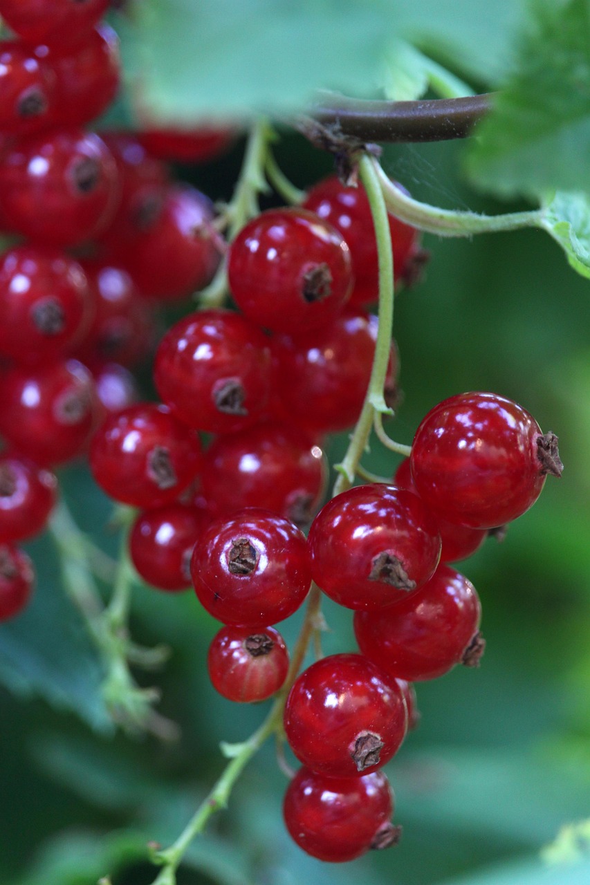 Schulung Fachberater: Obstbau im Garten