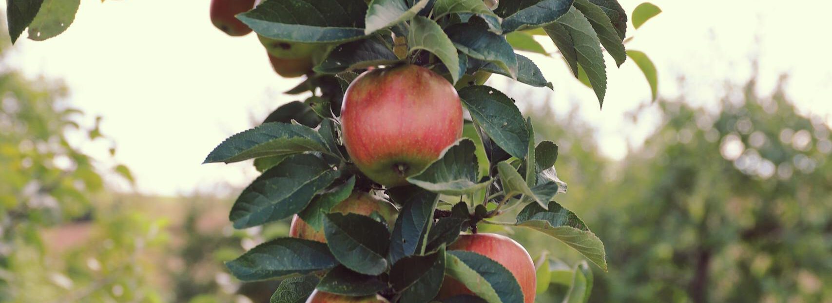Lush apple tree branch laden with ripe apples, capturing the essence of autumn harvest.
