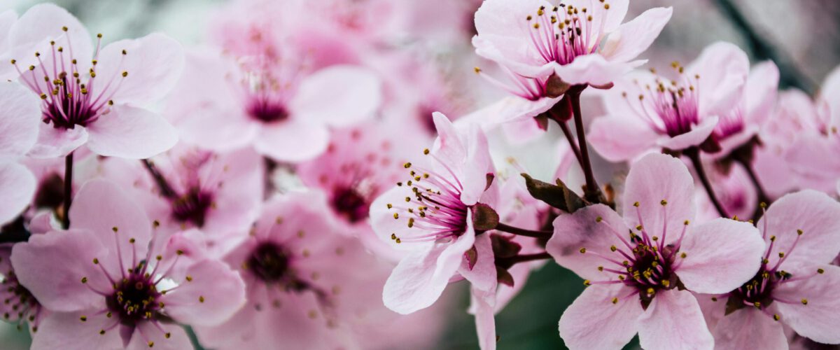 pexels-photo-992734-992734 Vibrant close-up of pink cherry blossoms capturing spring's essence.