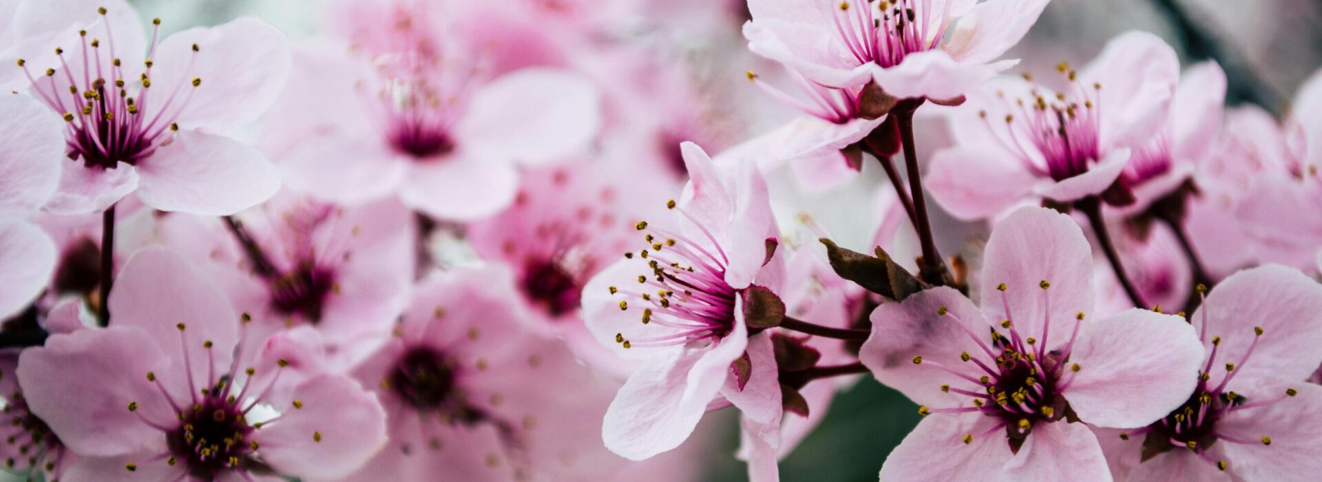 Vibrant close-up of pink cherry blossoms capturing spring's essence.