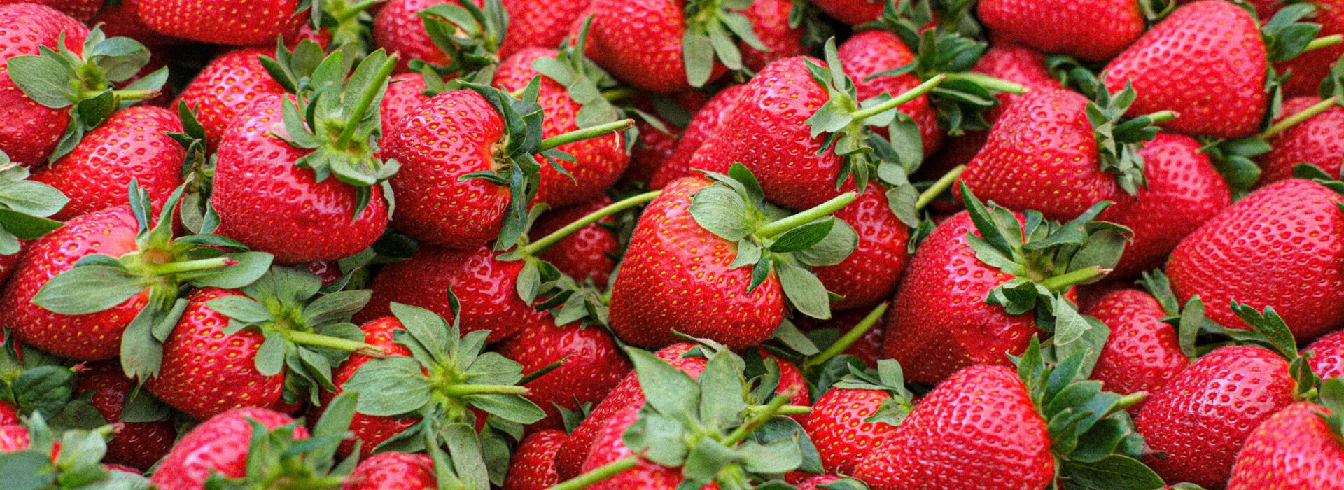 Vibrant display of fresh ripe strawberries, perfect for healthy snacks and recipes.