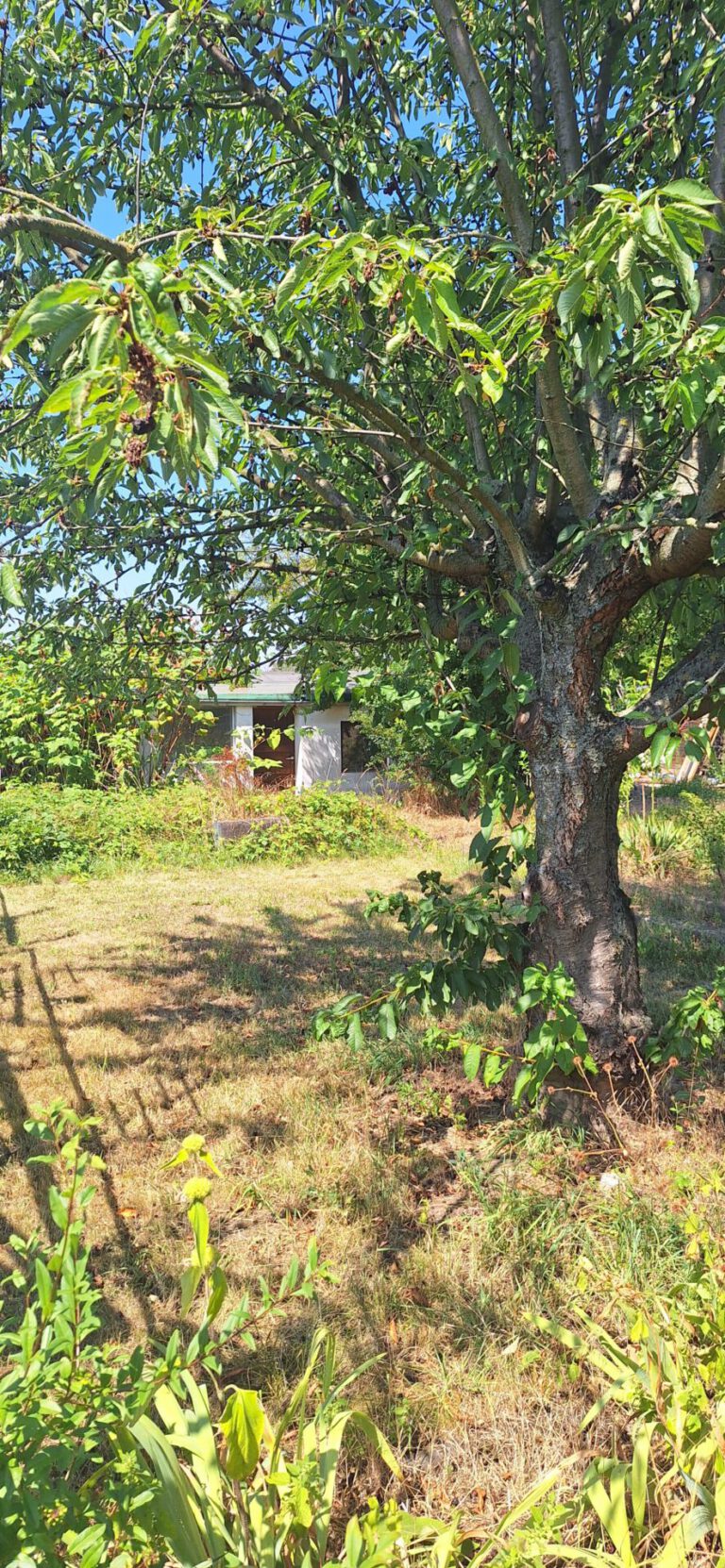 Garten-133.jpg